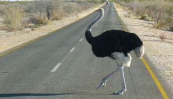 Etosha-Nationalpark, Namibia