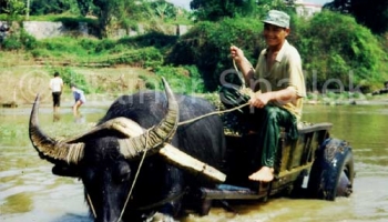 Wasserbüffel in Vietnam