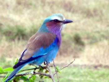 Vogel im Ngorongoro-Krater