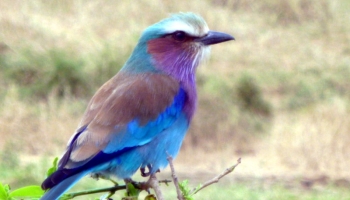 Vogel im Ngorongoro-Krater